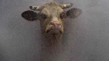 Grumpy Cow? (Foto: Boredpanda)