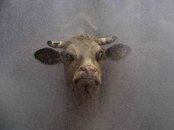 Bikin Gemas! Begini Ekspresi Hewan Ketika Sedang Marah