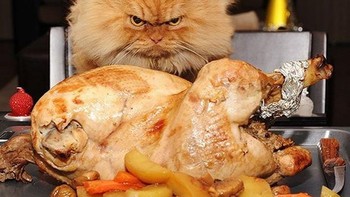 Garfield, si kucing pemarah yang terkenal di dunia. (Foto: Boredpanda)