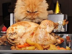 Bikin Gemas! Begini Ekspresi Hewan Ketika Sedang Marah