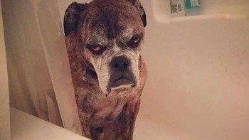 Jangan mendekat, aku nggak mau mandi. (Foto: Boredpanda)