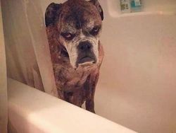 Bikin Gemas! Begini Ekspresi Hewan Ketika Sedang Marah