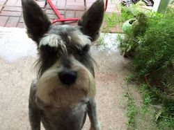 Bikin Gemas! Begini Ekspresi Hewan Ketika Sedang Marah