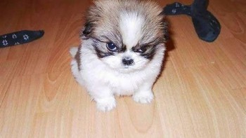 Si anak anjing yang jutek. (Foto: Boredpanda)