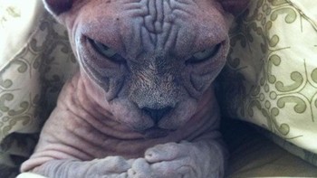 Hmmm, apa liat-liat. (Foto: Boredpanda)