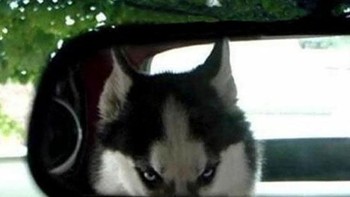 Disuruh fokus nyetir, ada yang ngawasin dari belakang. (Foto: Boredpanda)