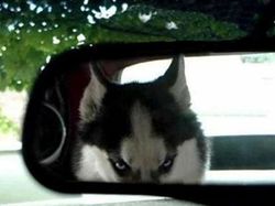 Bikin Gemas! Begini Ekspresi Hewan Ketika Sedang Marah