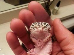 Bikin Gemas! Begini Ekspresi Hewan Ketika Sedang Marah