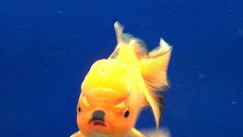 Wah ada hitler versi ikan nih? (Foto: Boredpanda)