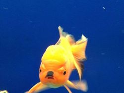 Bikin Gemas! Begini Ekspresi Hewan Ketika Sedang Marah