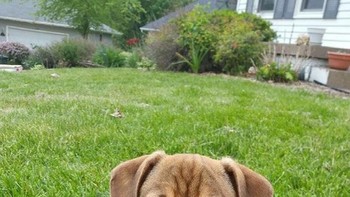 Ini ekspresi sedih atau marah ya? (Foto: Boredpanda)