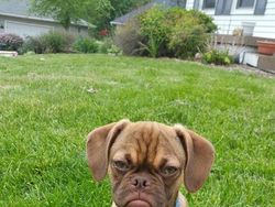 Bikin Gemas! Begini Ekspresi Hewan Ketika Sedang Marah