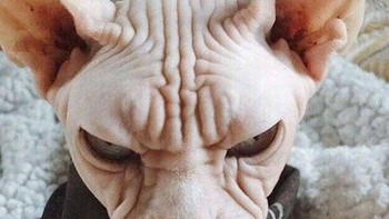 Ada yang mau punya kucing seperti ini? (Foto: Boredpanda)