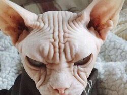 Bikin Gemas! Begini Ekspresi Hewan Ketika Sedang Marah