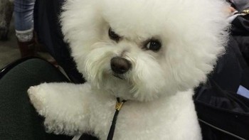 Mia The Grumpy Puppy. (Foto: Boredpanda)