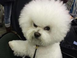 Bikin Gemas! Begini Ekspresi Hewan Ketika Sedang Marah