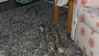 Si kucing nyaru sama karpet, awas keinjek! Foto: via BrightSide