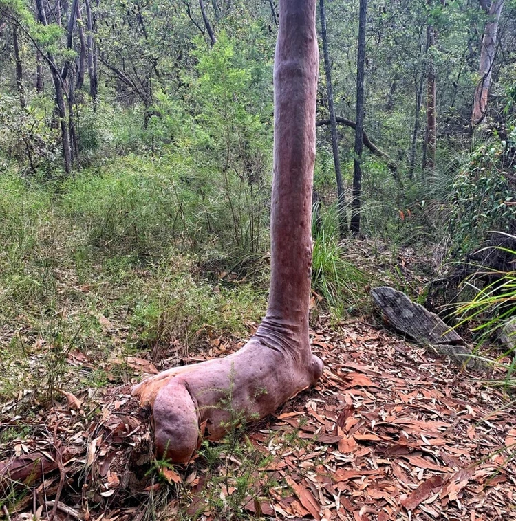 Foto ilusi opstik