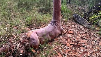 Bukan jerapah jejadian, ternyata ini pohon yang sebagian akarnya menonjol. Foto: via BrightSide