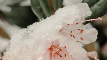 Karya Trifan berfokus pada mengungkap hal luar biasa yang tersembunyi di balik hal-hal yang biasa. Foto: Alina Trifan via BoredPanda