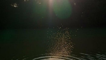 Saat ia mengabadikan momen singkat maupun menciptakan komposisi abadi, Alina Trifan mengingatkan kita untuk melihat lebih dekat pada objek dan tempat yang paling biasa untuk mengungkap keindahan yang dimilikinya. Foto: Alina Trifan via BoredPanda