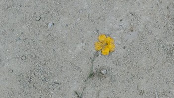 Karya visual Trifan bisa dinikmati di situsnya alinatrifan.com atau Instagram dan X @_alinatrifan. Foto: Alina Trifan via BoredPanda