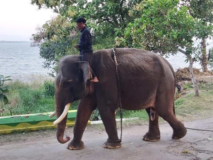Koleksi gajah yang ada di Taman Satwa Waduk Gajah Mungkur, Wonogiri. Foto diunggah Minggu (5/1/2025).