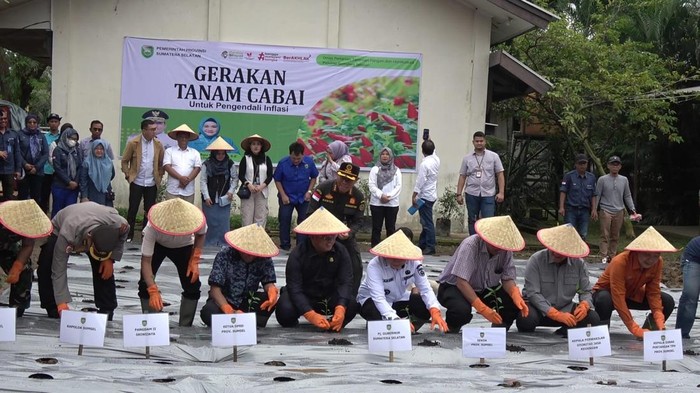 Gerakan tanam cabai upaya tekan inflasi di Sumsel menjelang ramadan dan Idul Fitri