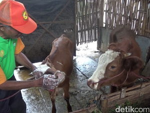 Dokter Hewan Kunjungi Rumah Warga Lumajang Obati Sapi Terjangkit PMK