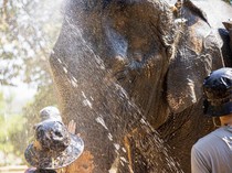 Turis Tewas saat Mandikan Gajah di Pusat Perawatan, Pawang jadi Tersangka