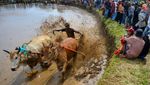 Melihat Keseruan Pacu Jawi untuk Bangkitkan Pariwisata di Tanah Datar
