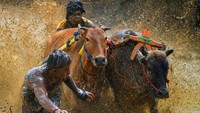 Selain untuk menggeliatkan pariwisata, Pacu Jawi yang berlangsung selama empat minggu itu juga menjadi ajang menaikan harga sapi peternak.