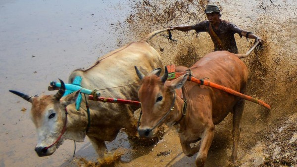 Melihat Keseruan Pacu Jawi untuk Bangkitkan Pariwisata di Tanah Datar
