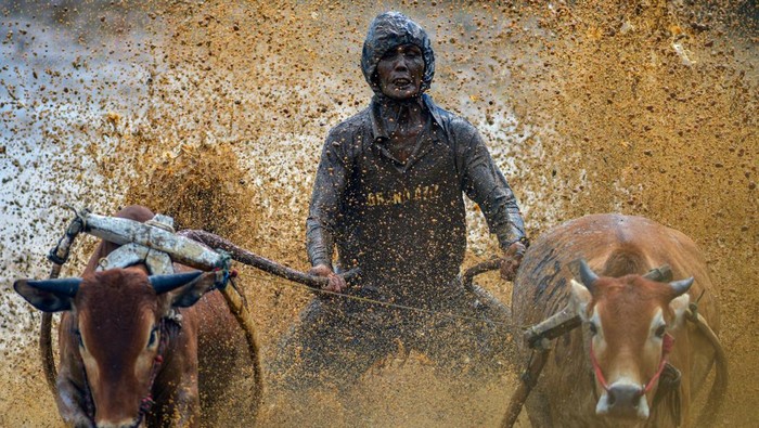 Melihat Keseruan Pacu Jawi untuk Bangkitkan Pariwisata di Tanah Datar Warga menyaksikan joki memacu kecepatan sapi saat ajang Pacu Jawi di Nagari Sungai Tarab, Tanah Datar, Sumatera Barat, Sabtu (4/1/2025). Kegiatan Pacu Jawi kembali digelar pada awal tahun 2025 selama empat minggu di nagari itu dalam rangka menggeliatkan pariwisata dan ekonomi masyarakat desa sekaligus menjadi ajang menaikan harga sapi peternak.