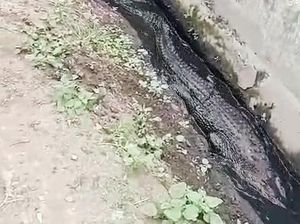 Hiii... Ada Buaya di Parit Rumah Warga di Karawang
