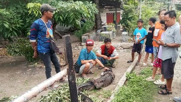 Penampakan buaya yang muncul di got warga Rengasdengklok Kabupaten Karawang