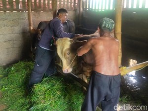 Dinas Peternakan dan Keswan Pasuruan Dampingi Peternak saat Wabah PMK Merebak