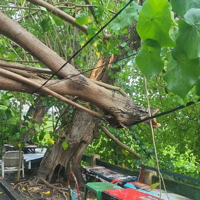 Pohon tumbang di Surabaya