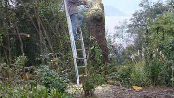 Lah kalau pojonnya udah selesai ditebang, bukannya jatuh ya itu tangganya? Foto: (Bored Panda).