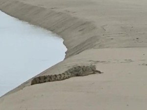 Dewan Minta Buaya yang Muncul di Pantai Cine Bangka Barat Ditangkap