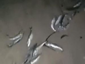 Viral Ribuan Ikan Mati Terdampar di Pantai Kuta, BKSDA Soroti Cuaca Ekstrem