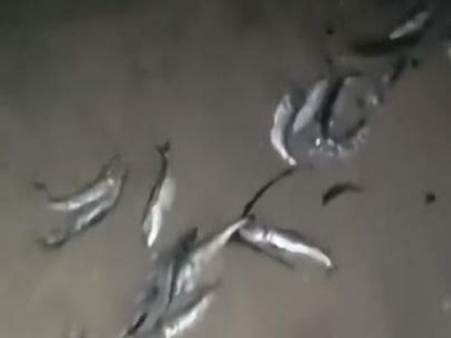 Tangkapan layar video viral ikan-ikan mati terdampar di Pantai Kuta, Badung, Bali.