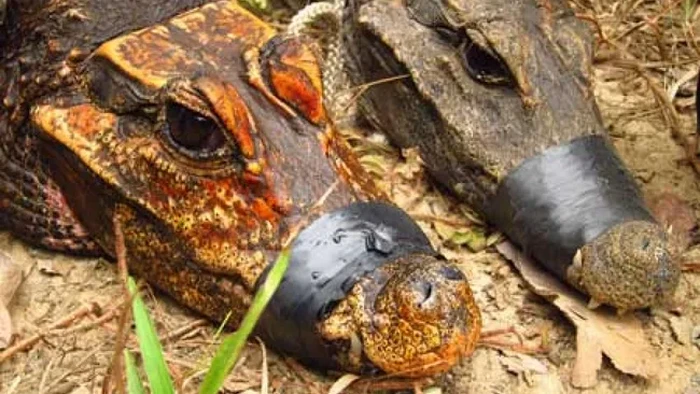 Peneliti menemukan buaya kerdil di sebuah gua di Gabon, Afrika bagian tengah. Kulit buaya tersebut tampak oranye. Tidak jelas berapa lama mereka berada di sana, tetapi penelitian genetik menunjukkan mereka mungkin berubah menjadi spesies baru.