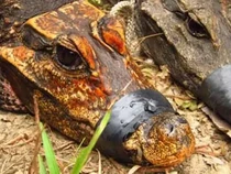 Penampakan Buaya Berwarna Oranye Ditemukan di Afrika, Diyakini Spesies Baru!