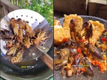 Mencicipi Jangkrik Geprek, Wanita Ini Sebut Rasanya Mirip Kecoak