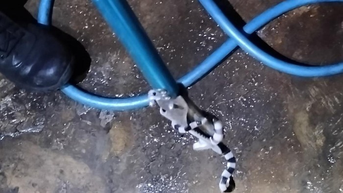 Penampakan ular weling yang dievakuasi dari kamar mandi warga Desa Kalitengah, Kecamatan Wedi, Klaten, Minggu (5/1/2025).