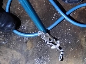 Dalam Semalam Damkar Klaten Evakuasi 2 Ular, Ada yang Berbisa!