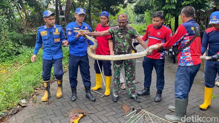 Evakuasi ular sanca kembang di Pasuruan.