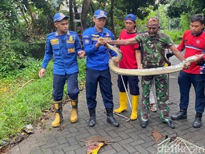 Detik-detik Menegangkan Evakuasi Ular Sanca Kembang di Pasuruan