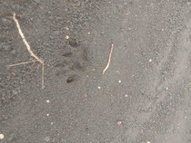 Misteri Jejak Hewan di Alas Grempeng Gunungkidul, Tapak Macan Loreng?